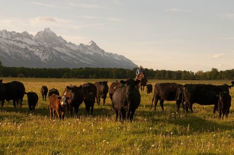 Cattle Ranch Wyoming Wyoming Cattle Ranch, Heartland Aesthetic, Buckaroo Style, Ranch Wyoming, Western Wild, Cattle Ranch, American Cowboy, Cattle Drive, Real Cowboys