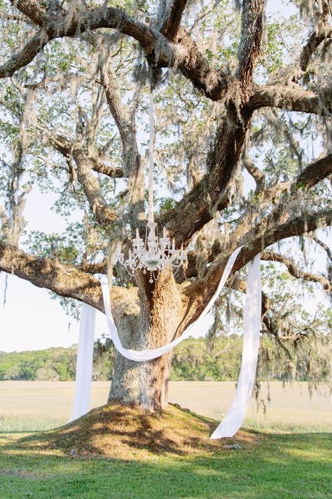 Chandelier Tree Wedding, Chandelier Hanging From Tree Wedding, Chandelier Hanging From Tree, Wedding Tree Decor, Chandelier Tree, Barbados Wedding, Wedding Tree Decorations, Oak Tree Wedding, Posh Wedding