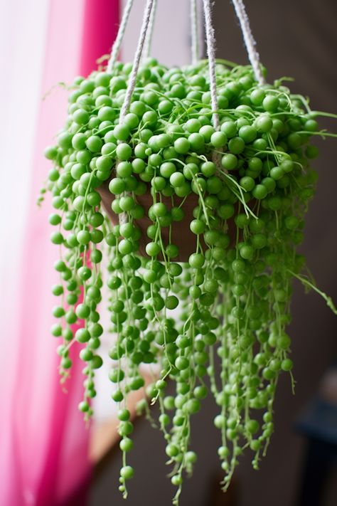 Discover the mesmerizing beauty of the String of Pearls plant with its delicate white balls cascading from vibrant green tendrils. This hanging plant brings a touch of elegance to any space. #StringOfPearls #Houseplants String Of Pearls Plant, Mesmerizing Beauty, String Of Pearls, Hanging Plant, Vibrant Green, Hanging Plants, Green And White, Plants, Flowers