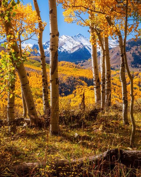 Aspen Trees Photography, Colorado Fall, Visit Colorado, Aspen Trees, Autumn Scenes, Mountain Scene, Walk In The Woods, Autumn Beauty, Fall Pictures