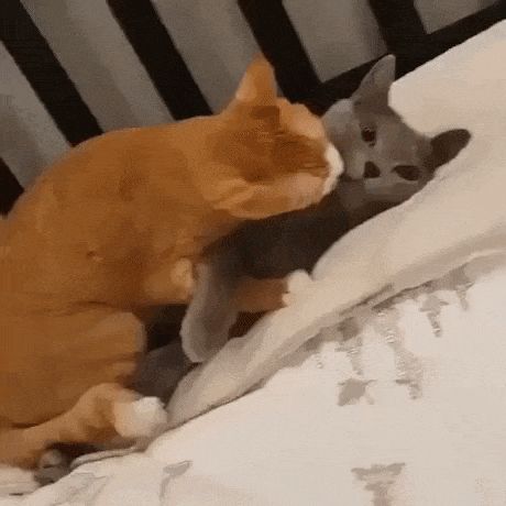 Cat has given up on love Cat Hug Gif, Given Up On Love, Annoyed Cat, Hug Gif, Cute Cat Memes, Cat Hug, World Cat, Love Cat, Really Cute Dogs