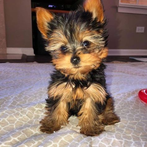 Awesome Male and Female Yorkie Puppies texas, houston. We have one male and one female outstanding AKC Brown Teacup Yorkie puppies. Perfect for you.. #445815 Parti Yorkies, Micro Teacup Yorkie, Spa Dog, Puppies Yorkie, Yorkie Puppies For Adoption, Parti Yorkie, Yorkie For Sale, Yorkie Breeders, Capuchin Monkeys