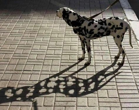 Cringe-Nonsense-Images Dalmatian Dog, Shadow Photography, Foto Tips, Rottweiler, Dalmatian, Feng Shui, Funny Animals, Funny Pictures, Cute Animals