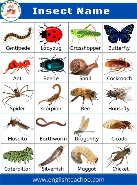 List Of Insects, Ambush Bug, Insects For Kids, Assassin Bug, Insects Names, Animal Pictures For Kids, Animals Name In English, Admiral Butterfly, Insects Preschool