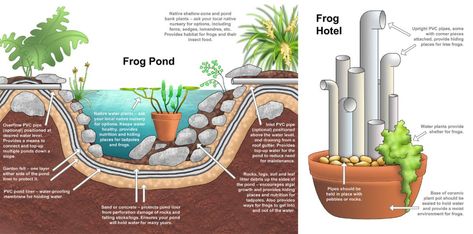 AMPHIBIAN OASIS: One of the best things you can do is create a frog pond or a frog hotel where our croaky friends can live and thrive. Picture: Dr Laura Grogan Small Garden Wildlife Pond, Frog Hotel, Frog Nursery, Frog Habitat, Frog Species, Frog House, Frog Pond, Green Tree Frog, Pet Frogs