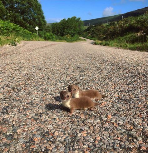 A pair of stoats pups crossing the road in Achiltibuie, Scotland. Photo: Lochbroom Woodfuels Definition Of Cute, Otter Pup, Baby Ferrets, The Cutest Animals, Baby Otters, Cute Goats, Puppy Names, Cutest Animals, Baby Animals Funny