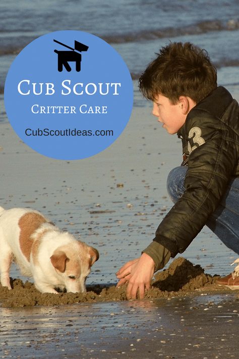 Is your Cub Scout working on the Bear elective adventure, Critter Care? Here you'll find resources that he can use to fulfill the requirements. Bear Scout Activities, Boy Scout Activities, Bear Activities, Cub Scouts Bear, Tiger Scouts, Wolf Scouts, Bear Scouts, Cub Scout Activities, Scout Activities