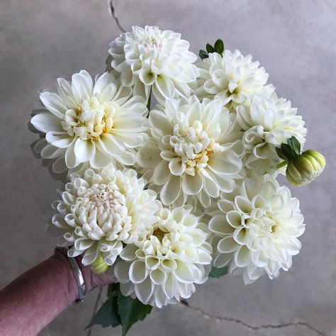 'white nettie' is such a doll. lovely and imperfect #dahlias this time of year. Rio De Janeiro, White Dahlias Wedding, Cream Dahlia Bouquet, White Dahlias Bouquet, Dahlia Flower Wedding Bridal Bouquets, Dhalia Aesthetic Bouquet, White Dahlia Wedding Bouquets, Dalia Bouquet, White Dahlia Bouquet