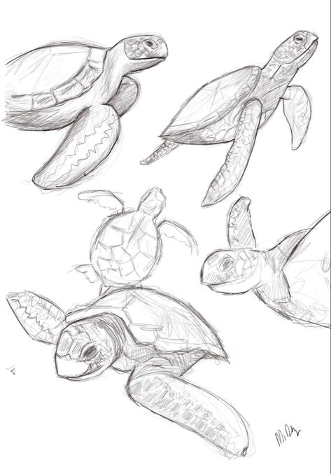 Sea Turtle Sketch Simple, Sea Creatures Sketch Drawings, Ocean Animals Drawing Realistic, Marine Animal Sketches, Drawing Of Sea Creatures, Marine Animals Sketch, Drawings Sea Creatures Art, Drawings Of Sea Animals, Sea Animals Drawing Realistic