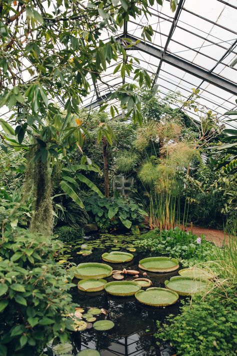 Dundee University Botanic Garden - from the Haarkon Greenhouse Tour. Modern Garden Landscaping, Landscape Edging, Plant Aesthetic, Botanic Garden, Peterborough, Landscape Projects, Dundee, Nature Aesthetic, Shade Garden