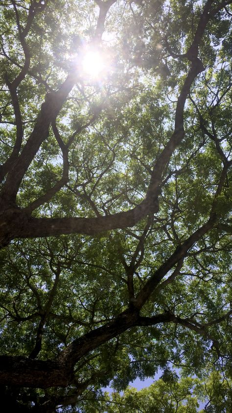 Summer Sunrise Mornings, Morning Sunrise Snaps, Tree Branch Aesthetic, Sunday Afternoon Aesthetic, Mundane Life Aesthetic, Summer Mornings Aesthetic, Sunday Core, Treehouse Aesthetic, Mundane Aesthetic