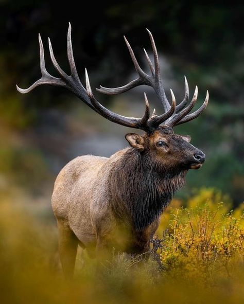 Roosevelt Elk, Cow Elk, Elk Pictures, Moose Pictures, Elk Photo, Big Deer, Deer Photos, Spiritual Animal, Bull Elk