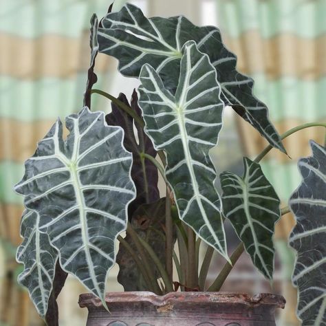 Summer Plants, Alocasia Polly, Green Veins, Patio Plants, Spring Plants, Elephant Ears, Starter Plants, How To Attract Hummingbirds, Flower Lights