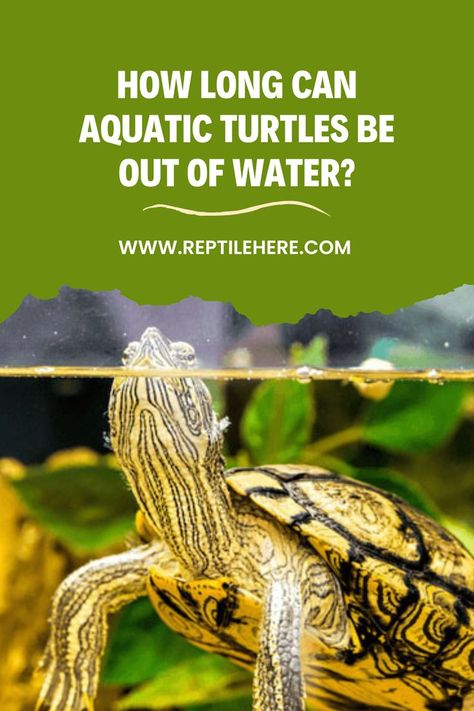 #Aquatic Turtles Be Out Of Water Aquatic Turtle Habitat, Turtle Habitat, Aquatic Turtles, Your Pet, Health Problems, Turtles, Habitat, Wonder, Pet