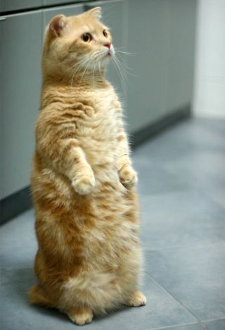 The cat who walks on two legs Gato Munchkin, Munchkin Kitten, Cat Standing, Munchkin Cat, Cat Stands, Cat Pose, Orange Cats, Kitten Pictures, Cat Facts