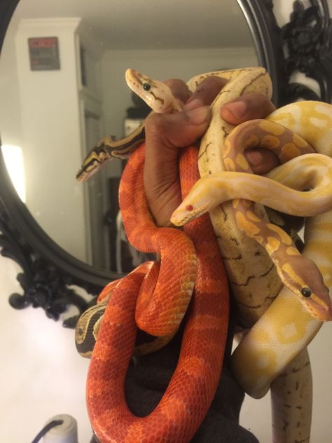 I have two of these snakes Ball Python Pet, Two Snakes, Colorful Snakes, Pretty Snakes, Snake Wallpaper, Reptile Room, Ball Python Morphs, Corn Snake, Snake Lovers