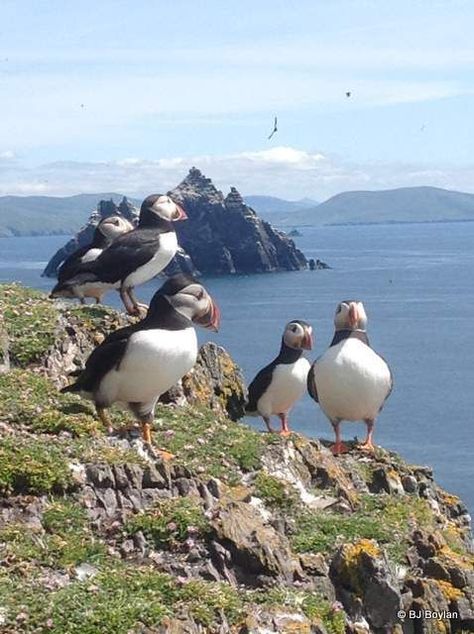 Skellig Michael Ireland, Skellig Islands, Skellig Michael, Rocky Steps, Irish Coast, Ireland Aesthetic, Ireland Trip, Wild Atlantic Way, American Mom