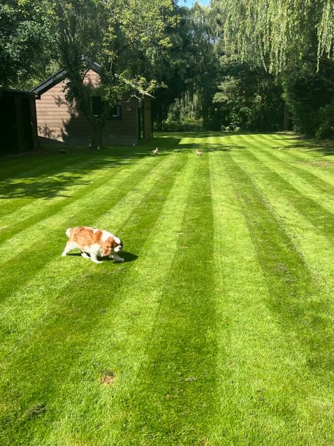 #garden #gardening #lawn #lawncare #dog #dogs #ad #grass #freshlymown Uk Garden, Garden Lawn, The Roots, The Grass, Lawn Care, Flower Power, Lawn, Collage, Dogs