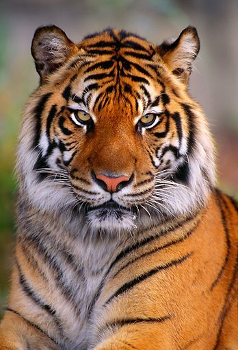 Tiger Fotografie, Tiger Photography, Panthera Tigris, Sumatran Tiger, Tiger Pictures, Big Cats Art, Pet Tiger, Bengal Tiger, Tiger Art