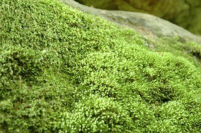 Buy Garden Moss | Moss For Sale Online | Buy Live Moss Growing Moss, Moss Plant, Moss Garden, Lawn Edging, Vintage Garden Decor, Evergreen Plants, Ground Cover Plants, Perfect Plants, Ground Cover