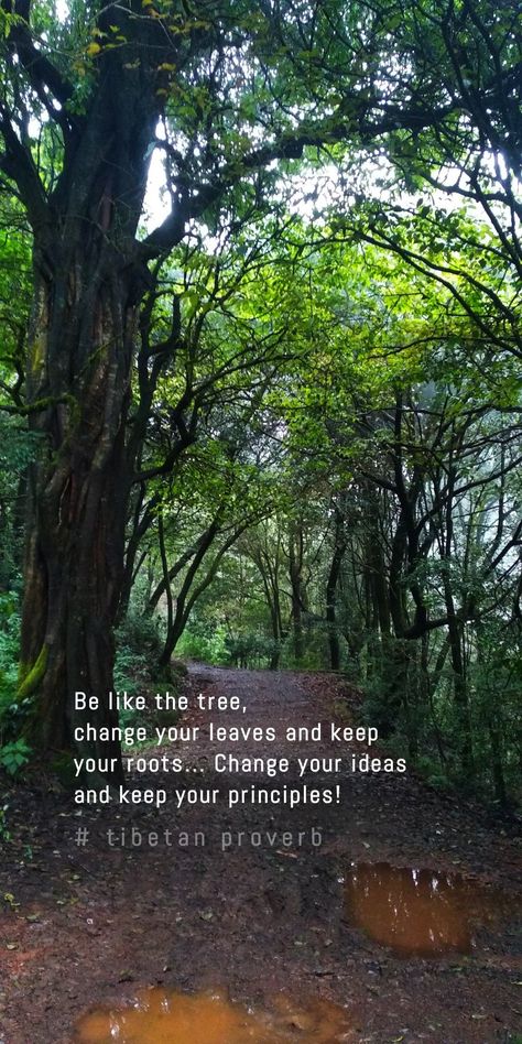 Trees Quotes Nature Thoughts, Natural Healing Quotes, Quote Captions, Trees Quotes, Tree Of Life Quotes, Nature Lover Quotes, Nature Quotes Trees, Nature Quotes Beautiful, Environment Quotes