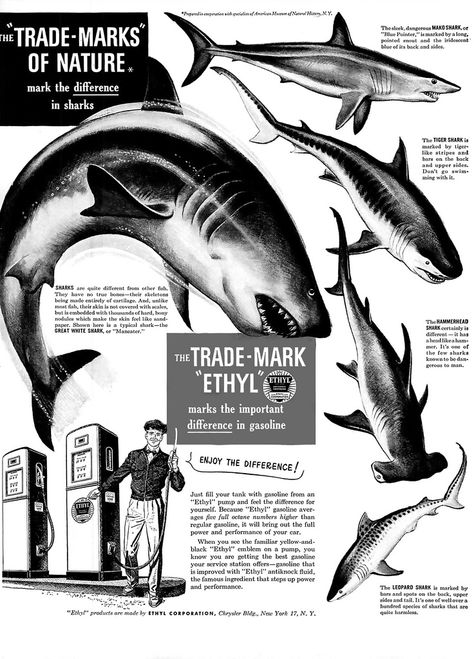 1950 ... gasoline from sharks? | Flickr - Photo Sharing! Shark Vintage Illustration, Poster Elements, Shark Cage, Shark Illustration, Victorian Illustration, Aquatic Creatures, Tattoo Themes, Animal Reference, Tiger Shark