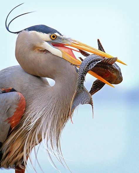 Regard Animal, Great Blue Heron, Animal Study, Interesting Animals, Beautiful Bird, Pretty Animals, Blue Heron, Bird Photo, See The World