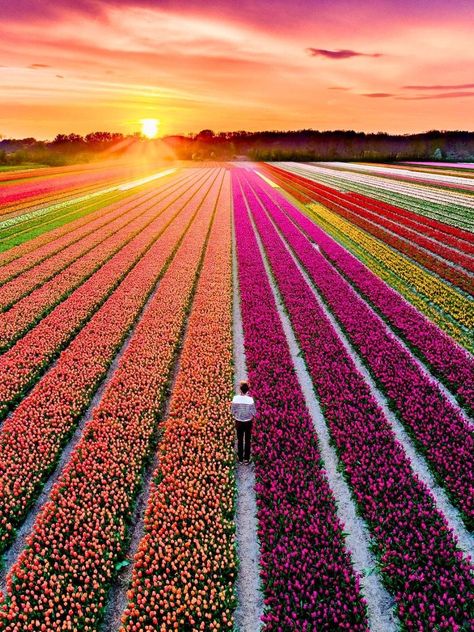 Tulip fields in Amsterdam Netherlands Nature, Amsterdam Flowers, Tulip Fields Netherlands, Amsterdam Tulips, Tulip Farm, Amsterdam Photos, Tulip Season, Paradise Flowers, Amsterdam Canals