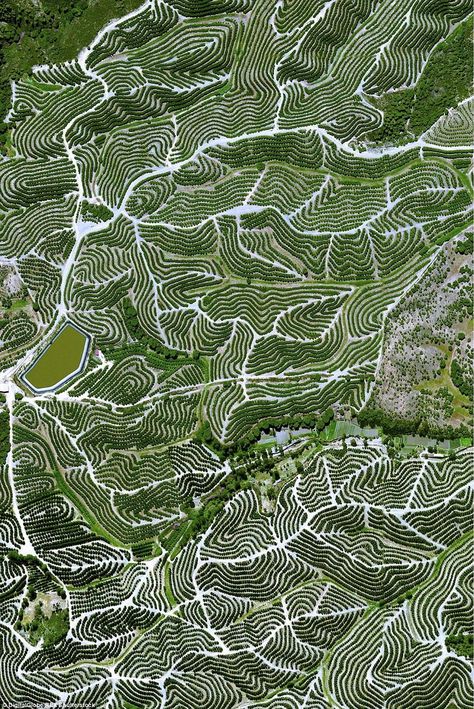 Can YOU guess where these stunning satellite shots are taken? At the Huelva Orchard in Spain, fruit trees create a swirl-like pattern on the hills in the ideal temperate climate #spain #orchard #aerial #europe #travel #landscape Michael Collins, Aerial Images, Satellite Image, Drone Photos, Aerial Photo, Photo Projects, Birds Eye View, Drone Photography, The Hills