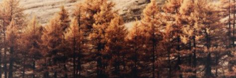 Autumn header Autumn Aesthetic Medium Widget, Fall Aesthetic Facebook Cover, Autumn Twt Header, Thanksgiving Twitter Headers, Autumn Banner Aesthetic, Autumn Widgets Medium, Fall Twitter Header Autumn, Autumn Banner Discord, November Notion Cover