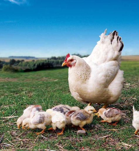 Heritage Chickens, Best Egg Laying Chickens, Egg Laying Chickens, Beautiful Chickens, Keeping Chickens, Egg Laying, Chickens And Roosters, Chicken Breeds, Hens And Chicks