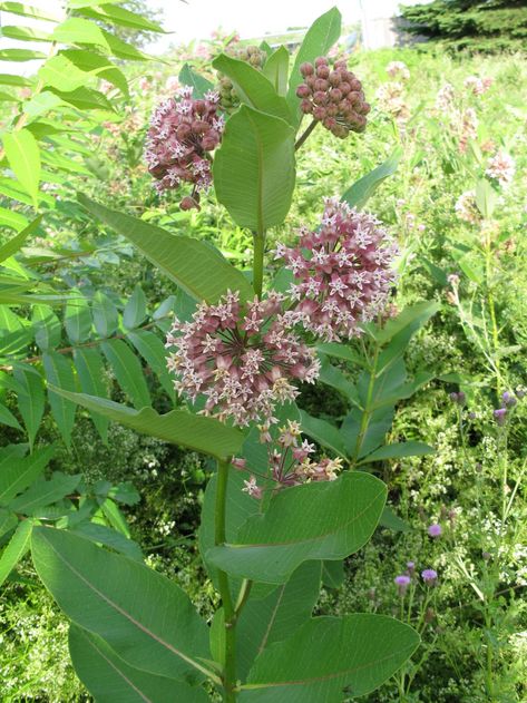 Asclepias Syriaca, Asclepias Incarnata, Garden Tattoos, Garden Tattoo, Best Perennials, Old Cemeteries, Wildflower Garden, Plant Combinations, Bird Garden