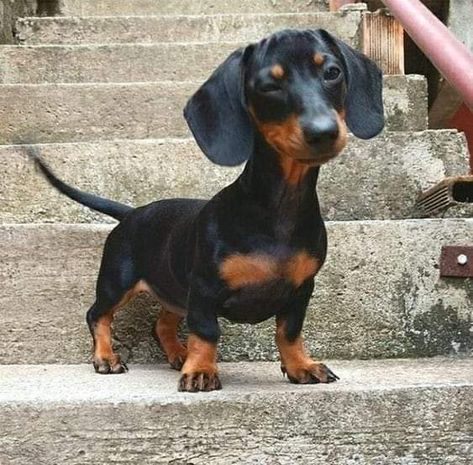 Cute Dachshund Puppy |Cute Dachshund Puppies|Sausage dog puppies|Dachshund Puppies|Doxie dog Puppies|Dachshund puppy|Dachshund Dog Puppies|Doxie Puppies|Weiner Dog puppies|Wiener Dog puppies|Miniature Dachshund puppies|Weenie Dog puppies|Wiener Dog puppies|Hot Dog puppies|Weenie Dog puppies|Dachshund Dachshund Facts, Dachshund Cute, Doxie Puppies, Dachshund Puppy Miniature, Miniature Dachshunds, Dapple Dachshund, Weiners, Long Haired Dachshund, Weenie Dogs