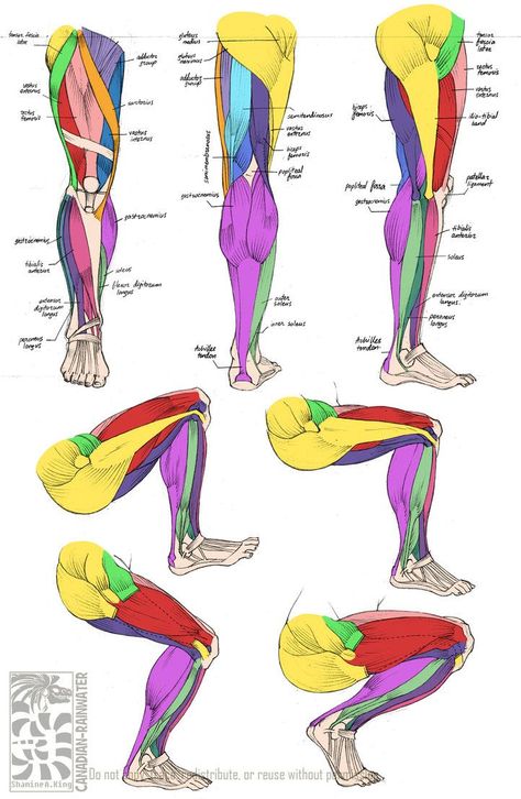 Human anatomy - muscles of the leg Leg Muscles Anatomy, Leg Anatomy, Drawing Legs, Anatomy Tutorial, Human Anatomy Drawing, Muscle Anatomy, Human Anatomy And Physiology, Human Anatomy Art, Anatomy Sketches