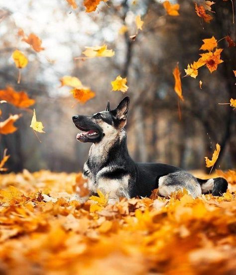 Fall Dog Photos, Dogs Language, Fall Dogs, Dog Photoshoot Pet Photography, Dog Foto, Animal Photoshoot, Dog Calendar, Dog Photoshoot, Fall Dog