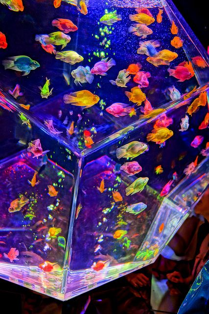 art aquarium 2012 by sugagaga, via Flickr Kid Core Aesthetic, Selamat Hari Valentine, Art Aquarium, Kidcore Aesthetic, Bedroom Wall Collage, Rainbow Aesthetic, Neon Aesthetic, Photo Wall Collage, Kid Core