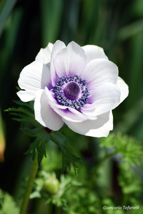 Flower References, Flower Reference, Anemone Flower, Beautiful Flowers Pictures, Sugar Flowers, Exotic Flowers, Flower Images, Beautiful Blooms, Flower Photos