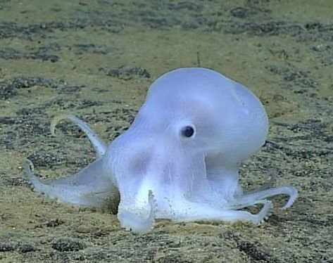 Octopus dubbed Casper the friendly ghost could be new species Chb Aesthetic, Octopus Species, Creature Marine, Sea Floor, Casper The Friendly Ghost, Deep Sea Creatures, Beautiful Sea Creatures, Friendly Ghost, Marine Biology