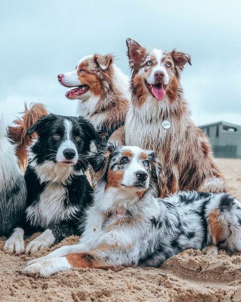 Cute Dogs Images, Very Cute Puppies, Aussie Puppies, What Kind Of Dog, Aussie Dogs, Cute Dog Photos, Cute Animals Puppies, Very Cute Dogs, Australian Shepherd Dogs