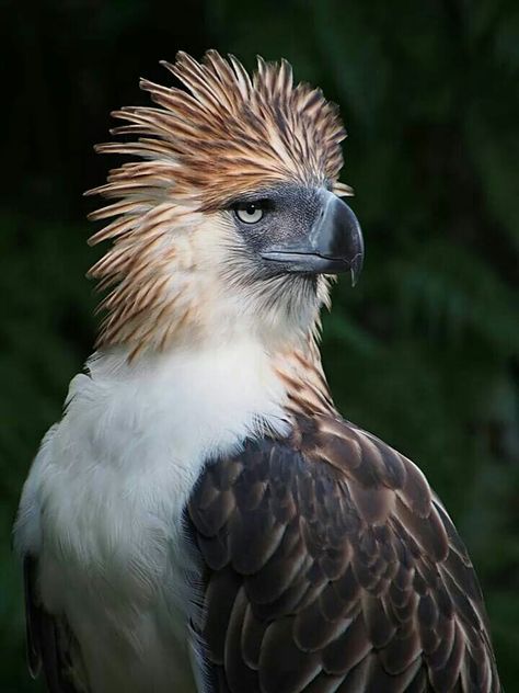 The Monkey Eating Eagle Monkey Eating Eagle, Harpy Bird, Monkey Eating, Philippine Eagle, Raptors Bird, Wild Animals Photos, Exotic Birds, Funny Animal Memes, Birds Of Prey