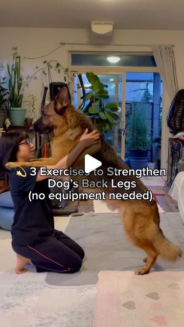 Meet The Chows | Anny & Rambo on Instagram: "👉🏻 3 exercises to strengthen dog’s back legs. No fancy equipment needed. 

#caninebodyawareness #canineenrichment #seniordog #canineconditioning #caninefitness #positivereinforcement #dogfit #dogfitness #dog #dogfitnesstraining #seniordogsofinstagram #seniordogs #dogmomtips #dogmuscles #dogmom" Dog Exercise, Core Exercises, Body Awareness, Positive Reinforcement, Senior Dog, Fitness Training, Dog Mom, Conditioner, Dogs