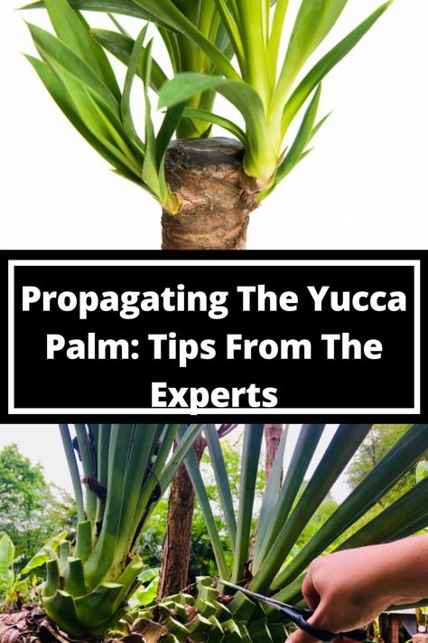 The yucca palm is a real classic among houseplants. We show the best way to propagate the yucca palm yourself. Yukka Plant Garden Ideas, Yuka Plant Indoor, Yucca Plant Propagation, Yucca Plant Indoor, Yucca Variegata, Yukka Plant, Adams Needle Yucca, Yucca Plant Care, Soft Leaf Yucca