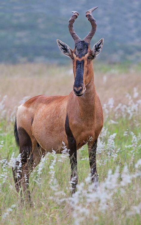 Interesting facts about South African wildlife. The Red Hartebeest is a large, reddish-fawn antelope with sloping back and long narrow face. Both sexes have heavily ringed horns. Of the 12 subspecies described in Africa, the Red Hartebeest is the only one which occurs in South Africa. Due to its re-introduction onto game farms and nature reserves, it has a wider distribution today. Adult bulls weigh 150 kg and measure 1.3 m at the shoulders, while cows only weigh 120 kg.... #extremefrontiers #ad African Antelope, Animal Adaptations, Africa Wildlife, Animal Print Wallpaper, Interesting Animals, Unusual Animals, About Animals, Rare Animals, Majestic Animals