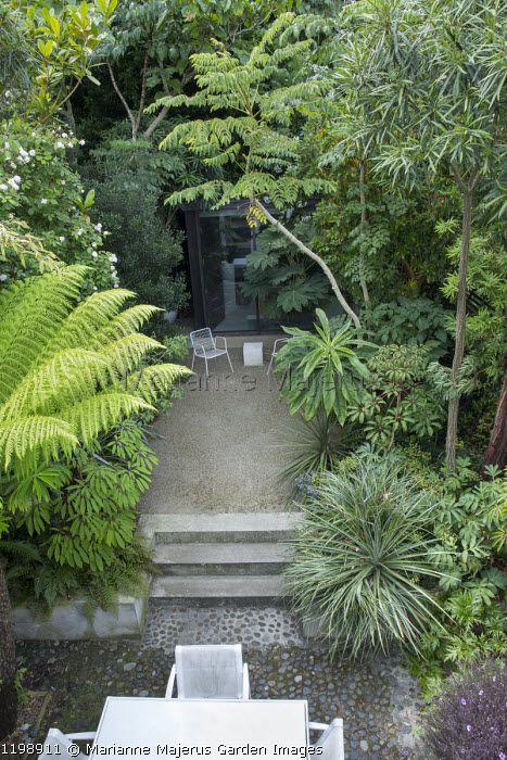 Dicksonia Antartica Garden, Terrace Table And Chairs, Gravel Terrace, Aralia Elata, Pebble Patio, Dicksonia Antarctica, Terrace Table, Future Garden, Tropical Gardens