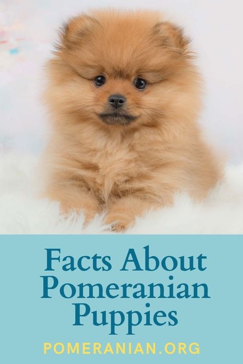 Pomeranian Dogs, Pomeranian Training, Pomeranian Mom, Pomeranian Facts, Puppy Training Schedule, Puppy Mix, Dog Personality, Dog Information, Pomeranian Puppy