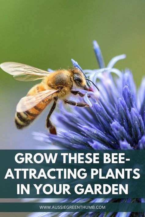 Did you know that both native and non-native plants can attract bees? Learn which plants, from fruit trees to wildflowers, will create a buzzing, bee-friendly garden. #BeePlants #NativePlants #GardeningTips Plants To Attract Bees, Bee Hotels, Bee Friendly Plants, Bee Friendly Garden, Bee Hotel, Cool Gadgets For Men, Attracting Bees, Bee Garden, Bee Friendly