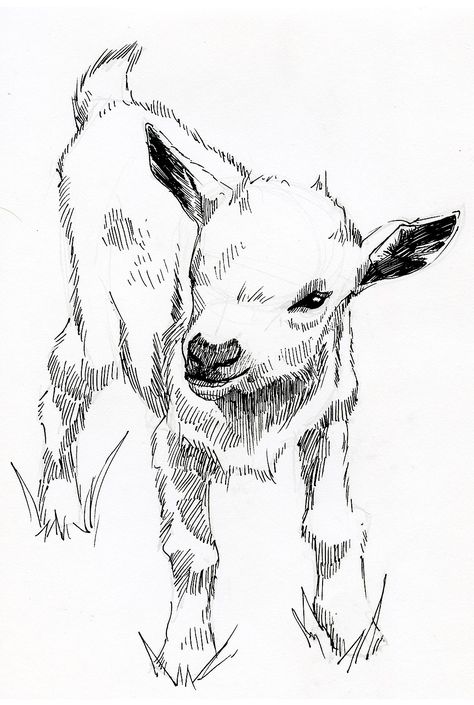 Pen, sketch , illustration,lamb, art, by Jonathon B Baker Goats Drawing Sketch, How To Draw Lamb, Sheep Sketch Drawings, Goat Sketch Drawings, Lamb Face Drawing, Lamb Sketch Drawing, Lamb Drawing Reference, Pen Drawing Animals, Farm Animal Sketches