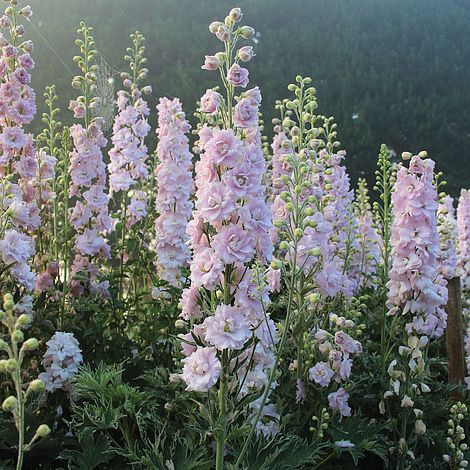 Delphinium Plant, Delphinium Flowers, Nothing But Flowers, Flower Therapy, Flower Spike, Pretty Plants, Delphinium, Green Grass, Flowers Nature