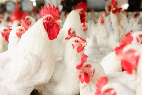 How to Make Broiler Chickens Grow Faster Egypt Today, Broiler Chicken, Mold Growth, Chicken Feed, Soy Free, Eating Well, Coop, How To Run Longer, Chicken