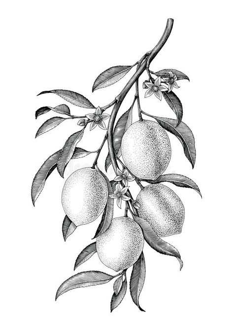 Botanical Illustration Black And White, Branch Illustration, Lemon Branch, Illustration Black And White, Branch Tattoo, Arte Doodle, Vintage Clip Art, Stippling Art, Black And White Vintage